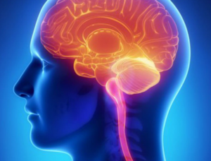Perfusão Cerebral (SPECT Cerebral)
